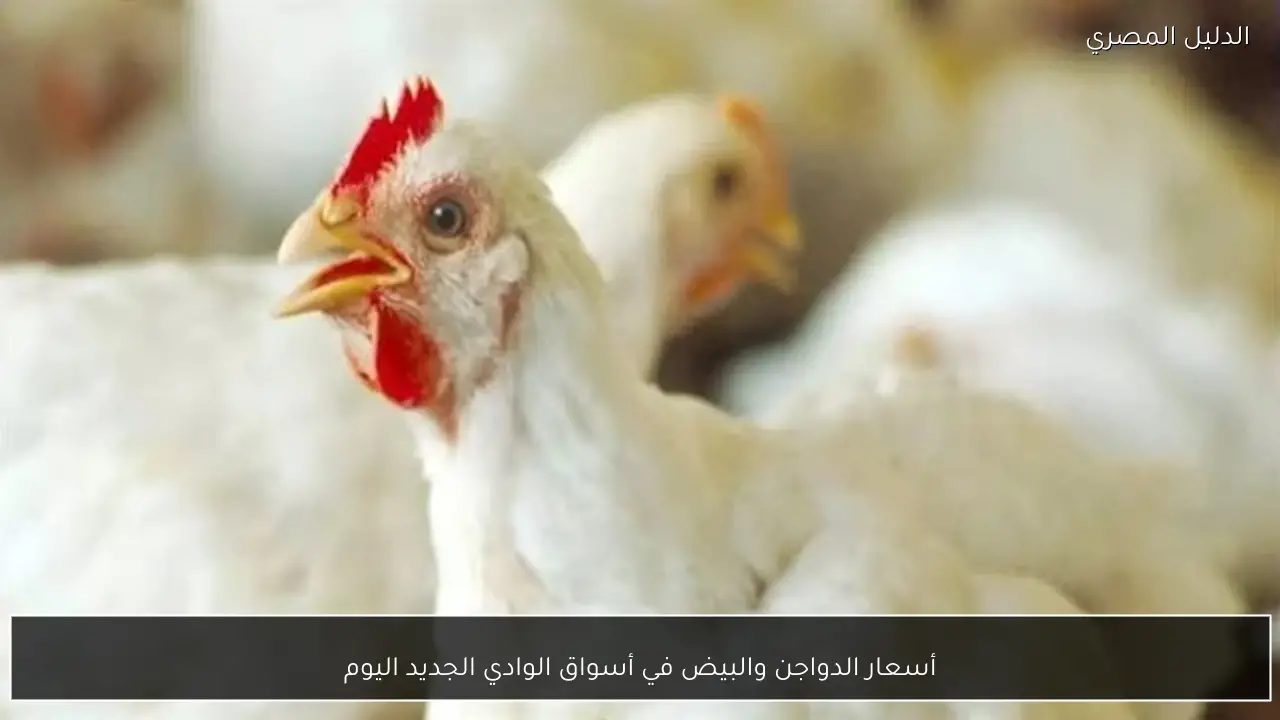 أسعار الدواجن والبيض في أسواق الوادي الجديد اليوم