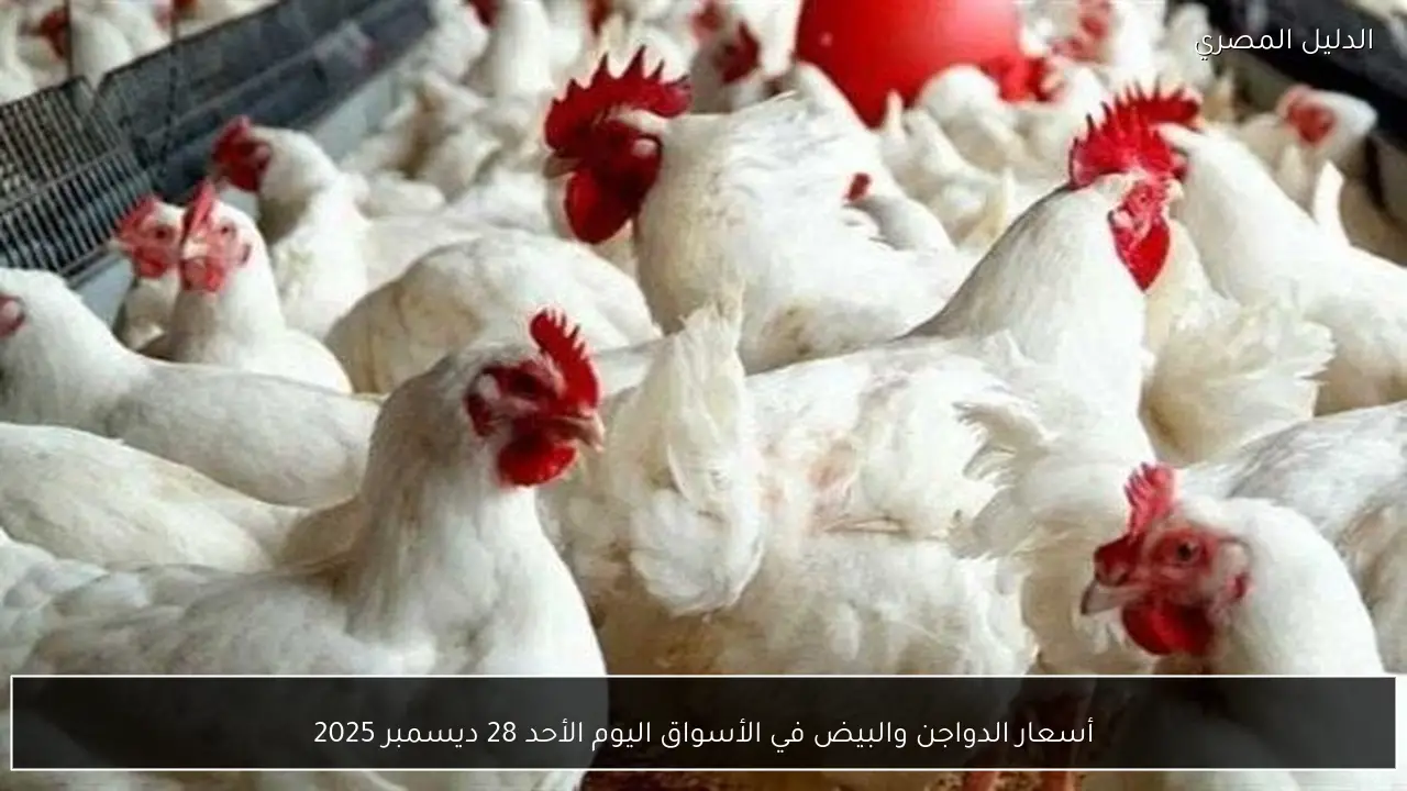 أسعار الدواجن والبيض في الأسواق اليوم الأحد 28 ديسمبر 2025