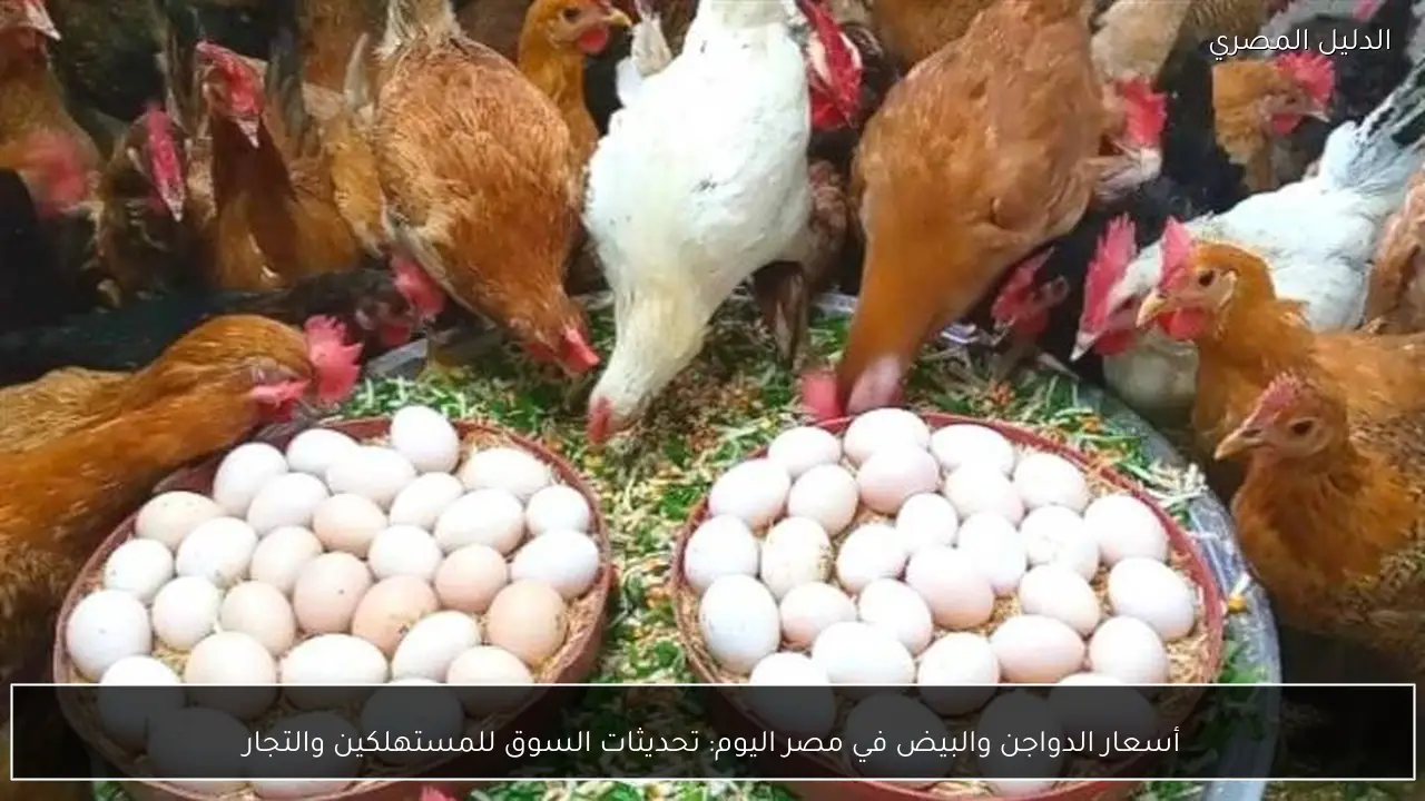أسعار الدواجن والبيض في مصر اليوم: تحديثات السوق للمستهلكين والتجار