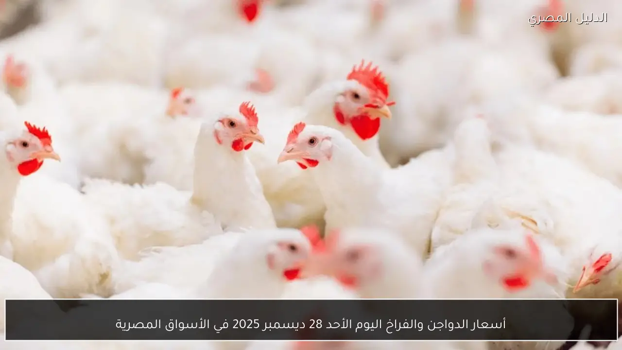 أسعار الدواجن والفراخ اليوم الأحد 28 ديسمبر 2025 في الأسواق المصرية