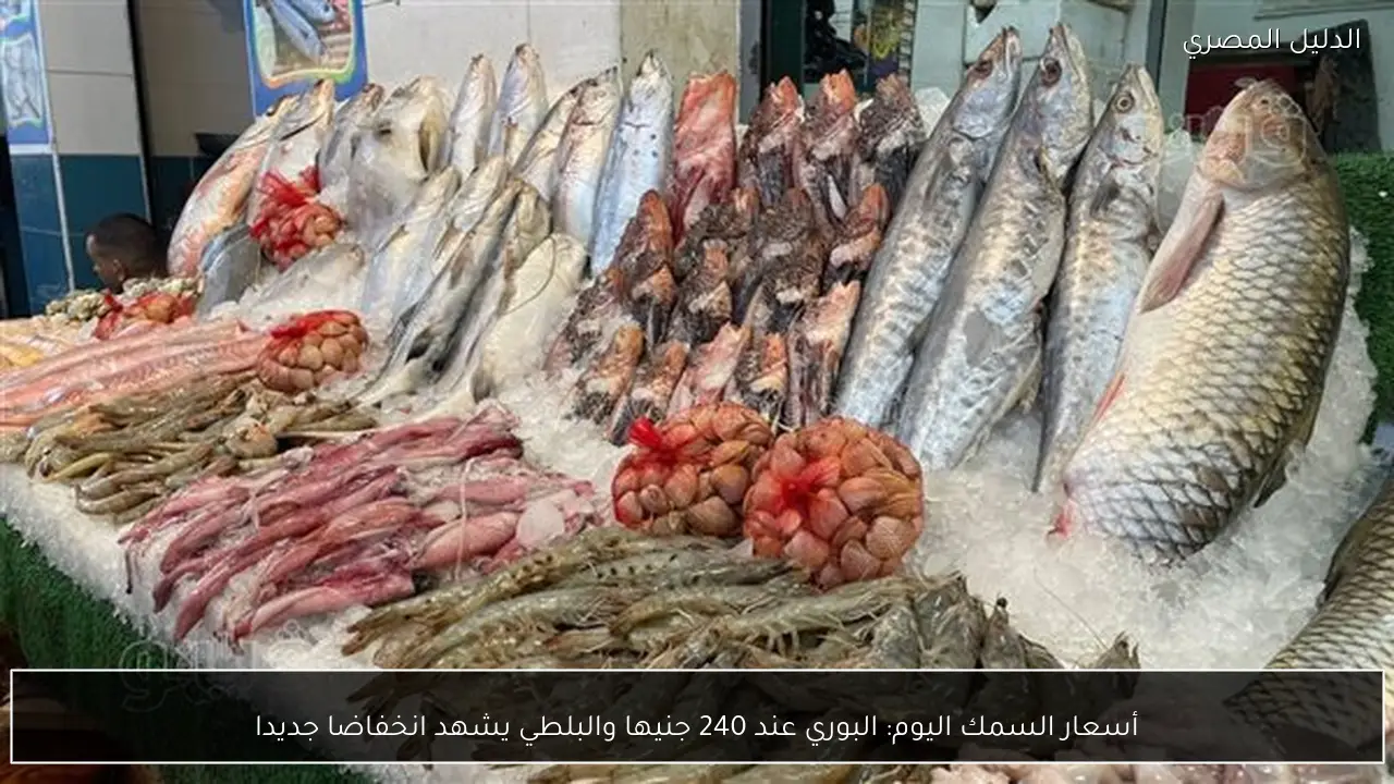 أسعار السمك اليوم: البوري عند 240 جنيها والبلطي يشهد انخفاضا جديدا