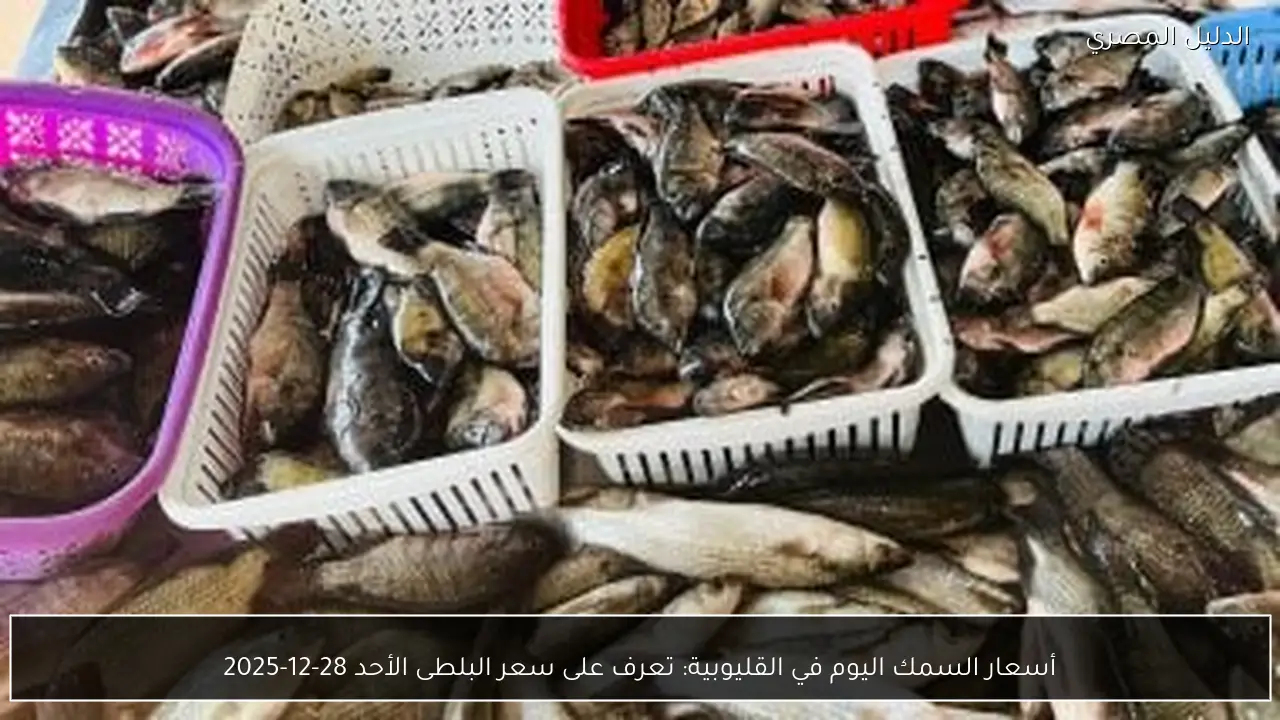 أسعار السمك اليوم في القليوبية: تعرف على سعر البلطى الأحد 28-12-2025