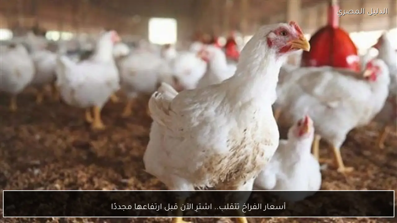 أسعار الفراخ تتقلب.. اشترِ الآن قبل ارتفاعها مجددًا