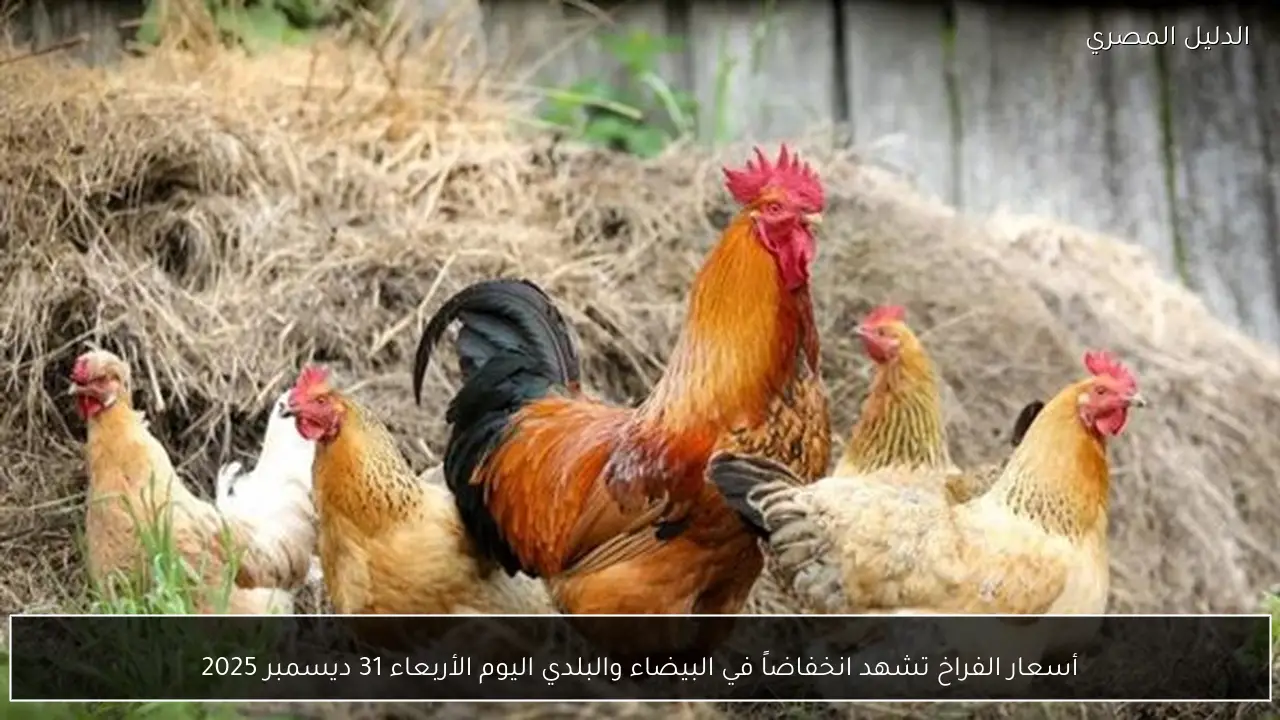 أسعار الفراخ تشهد انخفاضاً في البيضاء والبلدي اليوم الأربعاء 31 ديسمبر 2025