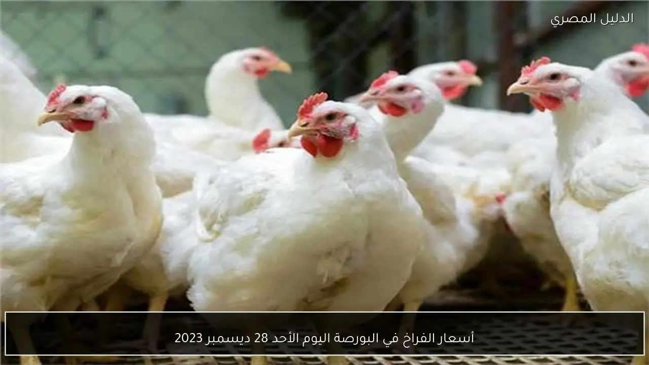أسعار الفراخ في البورصة اليوم الأحد 28 ديسمبر 2023