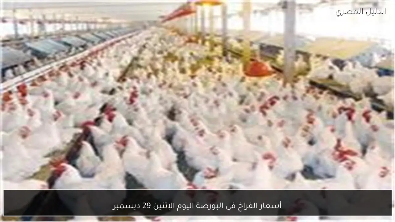 أسعار الفراخ في البورصة اليوم الإثنين 29 ديسمبر
