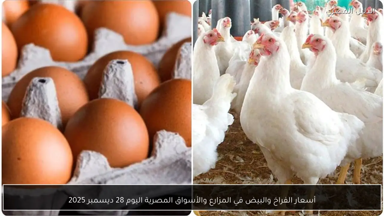أسعار الفراخ والبيض في المزارع والأسواق المصرية اليوم 28 ديسمبر 2025