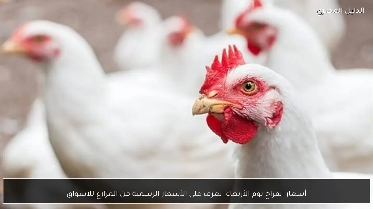 أسعار الفراخ يوم الأربعاء: تعرف على الأسعار الرسمية من المزارع للأسواق