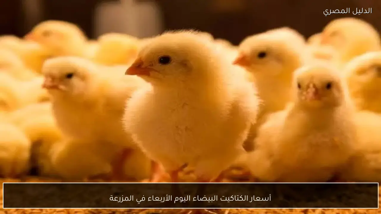 أسعار الكتاكيت البيضاء اليوم الأربعاء في المزرعة