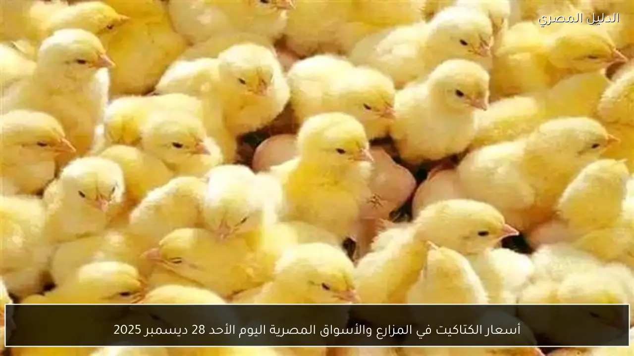 أسعار الكتاكيت في المزارع والأسواق المصرية اليوم الأحد 28 ديسمبر 2025