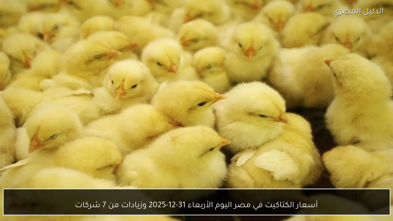 أسعار الكتاكيت في مصر اليوم الأربعاء 31-12-2025 وزيادات من 7 شركات