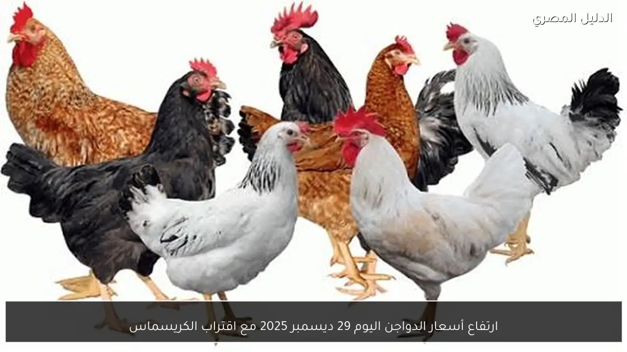 ارتفاع أسعار الدواجن اليوم 29 ديسمبر 2025 مع اقتراب الكريسماس