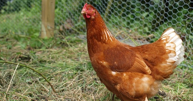 أسعار الفراخ اليوم، الدليل المصري