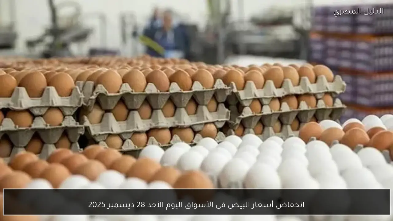 انخفاض أسعار البيض في الأسواق اليوم الأحد 28 ديسمبر 2025