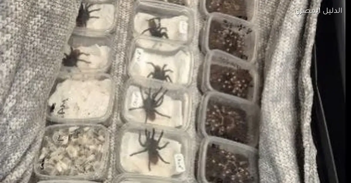 بريطانيا تحبط محاولة تهريب 2000 عنكبوت حي وتضبط مئات الكائنات البرية في خطوة لمكافحة التجارة غير المشروعة