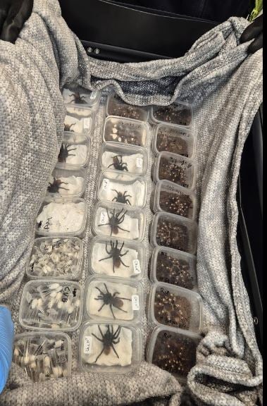 تهريب عناكب