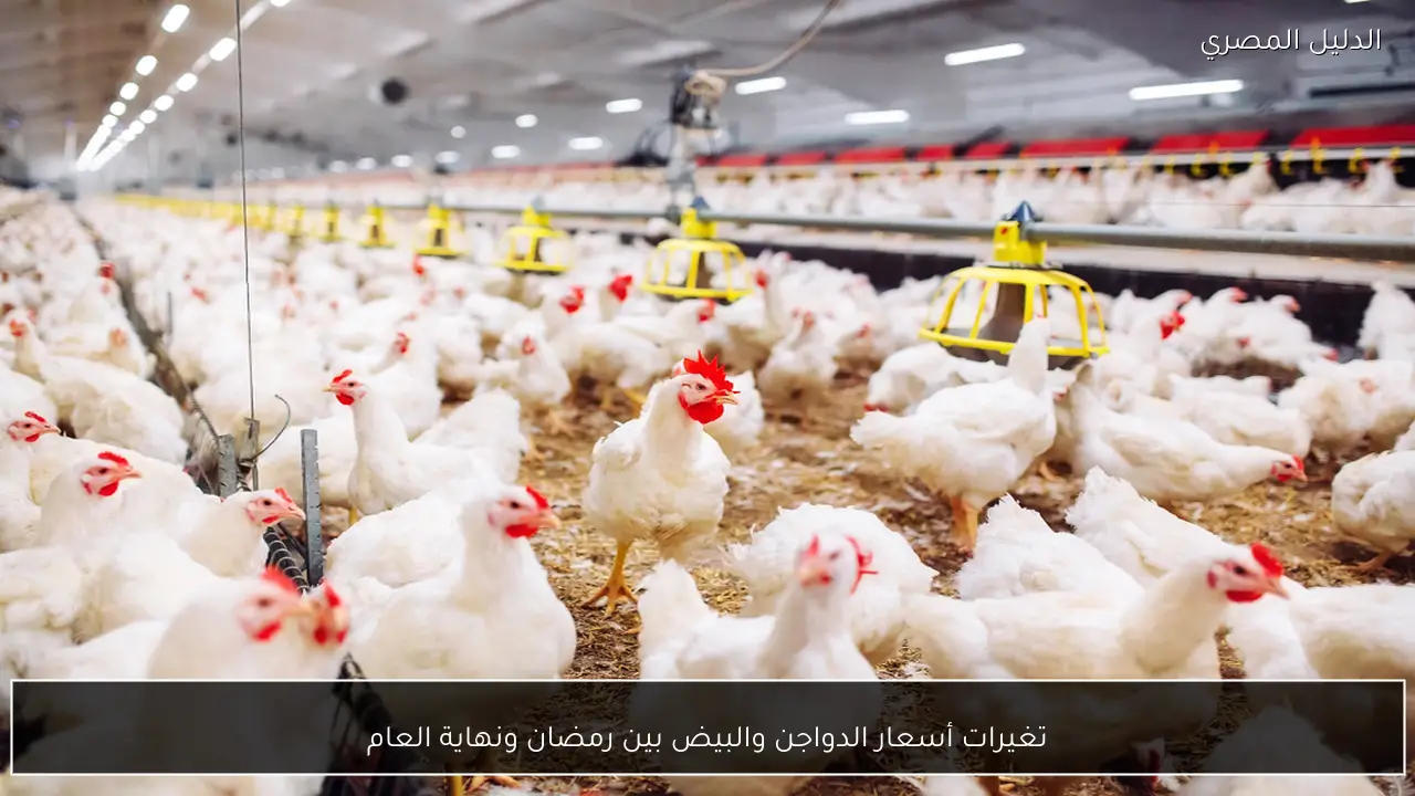 تغيرات أسعار الدواجن والبيض بين رمضان ونهاية العام