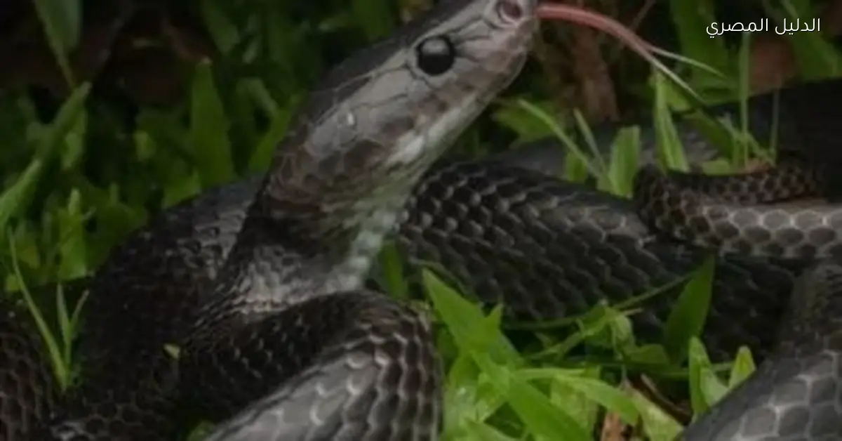 ثعبان أسود جديد يثير اهتمام العلماء في الهند بعد تسميته على اسم صائد تماسيح مشهور