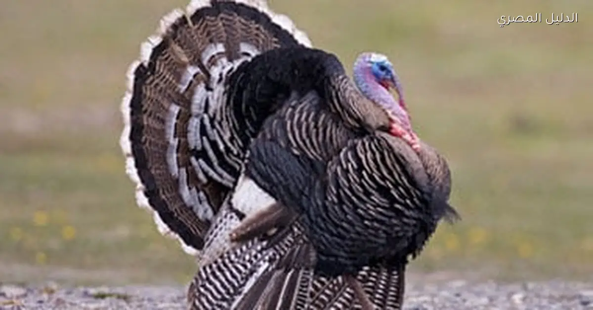 ديوك رومى فاسدة تفسد أجواء عيد الميلاد في بريطانيا