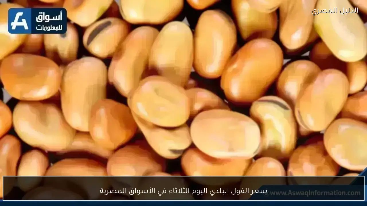 سعر الفول البلدي اليوم الثلاثاء في الأسواق المصرية