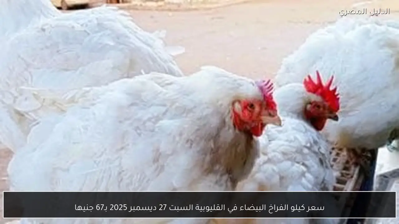 سعر كيلو الفراخ البيضاء في القليوبية السبت 27 ديسمبر 2025 بـ67 جنيها