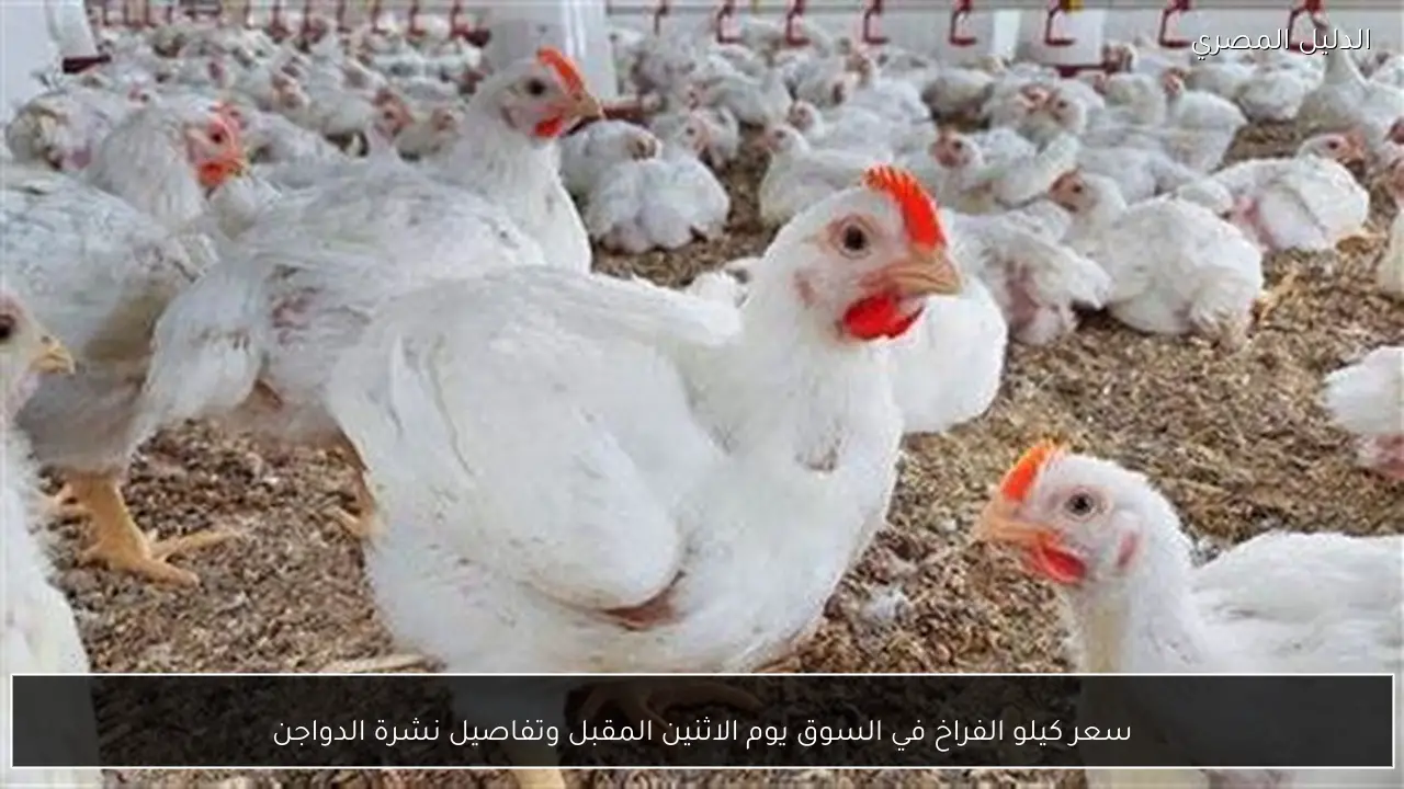 سعر كيلو الفراخ في السوق يوم الاثنين المقبل وتفاصيل نشرة الدواجن