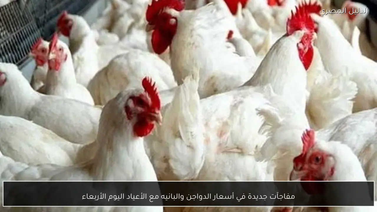مفاجآت جديدة في أسعار الدواجن والبانيه مع الأعياد اليوم الأربعاء
