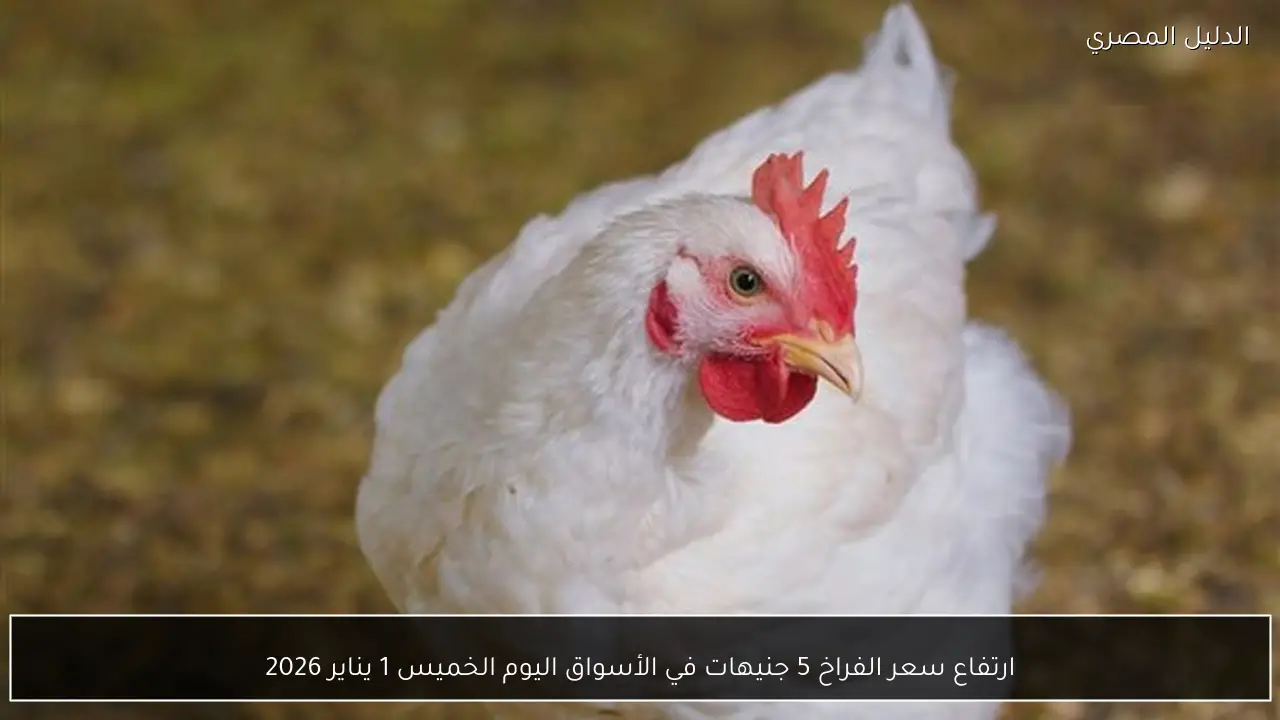 ارتفاع سعر الفراخ 5 جنيهات في الأسواق اليوم الخميس 1 يناير 2026