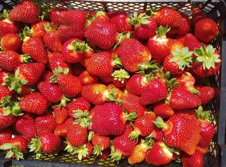 سعر الفاكهة اليوم، الدليل المصري