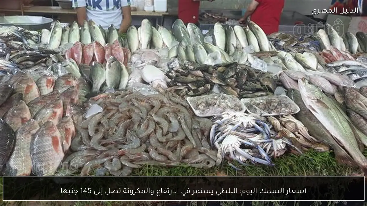 أسعار السمك اليوم: البلطي يستمر في الارتفاع والمكرونة تصل إلى 145 جنيها