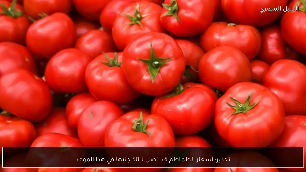 تحذير: أسعار الطماطم قد تصل لـ 50 جنيها في هذا الموعد