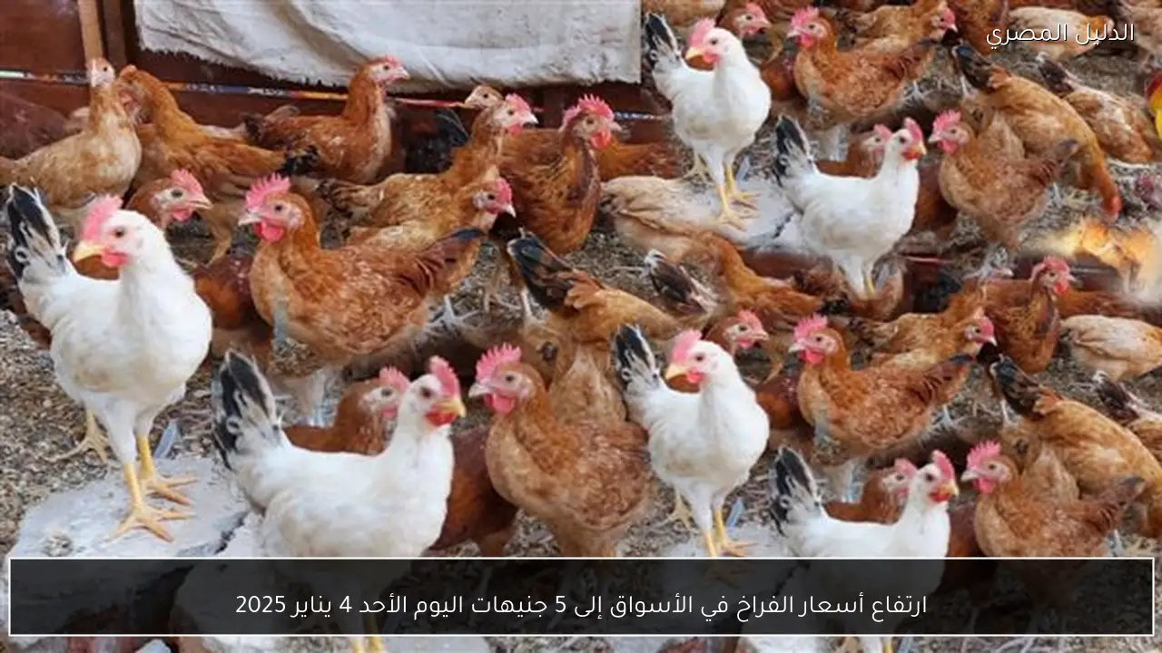 ارتفاع أسعار الفراخ في الأسواق إلى 5 جنيهات اليوم الأحد 4 يناير 2025