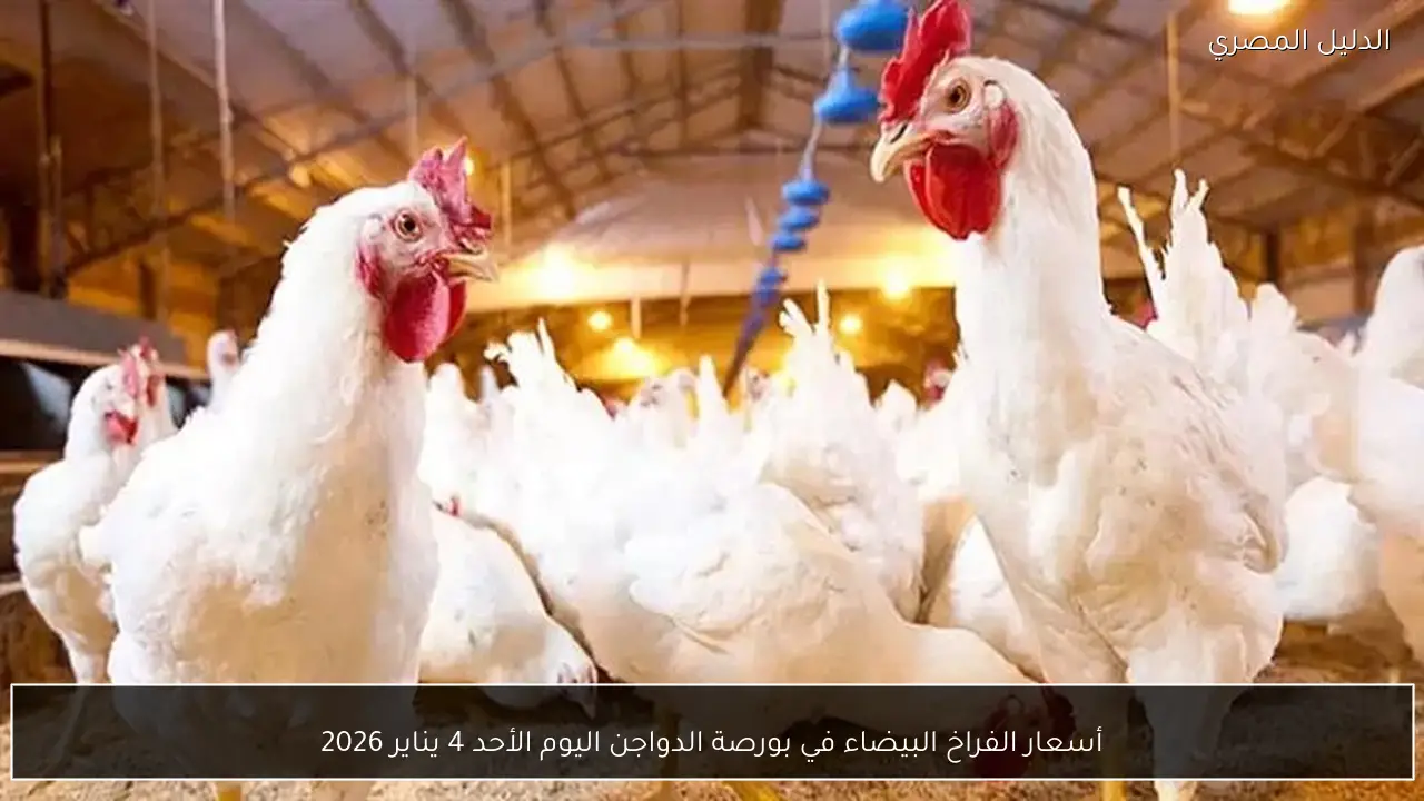 أسعار الفراخ البيضاء في بورصة الدواجن اليوم الأحد 4 يناير 2026