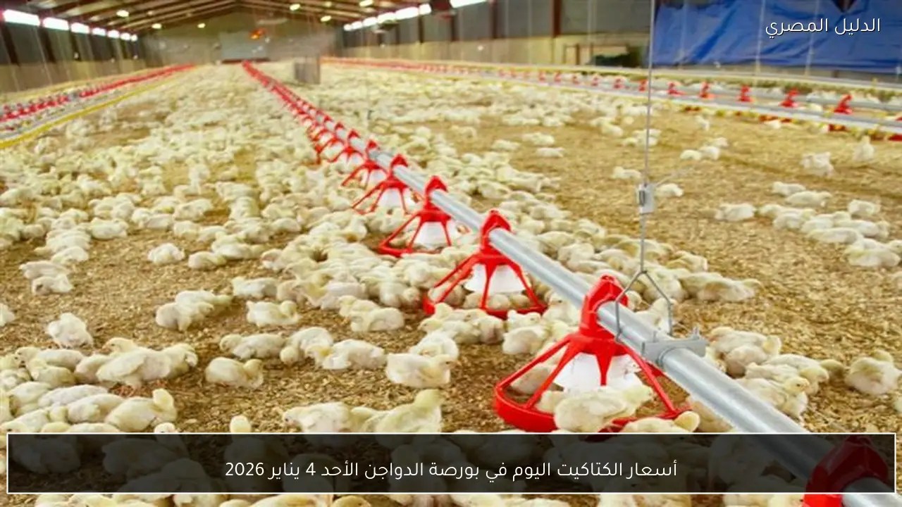 أسعار الكتاكيت اليوم في بورصة الدواجن الأحد 4 يناير 2026