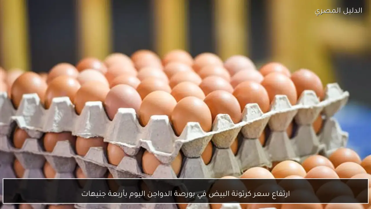ارتفاع سعر كرتونة البيض في بورصة الدواجن اليوم بأربعة جنيهات