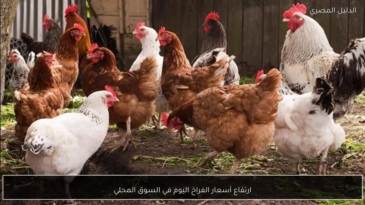 ارتفاع أسعار الفراخ اليوم في السوق المحلي