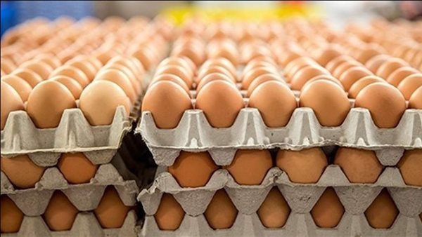 سعر كرتونة البيض اليوم الإثنين في بورصة الدواجن، الدليل المصري