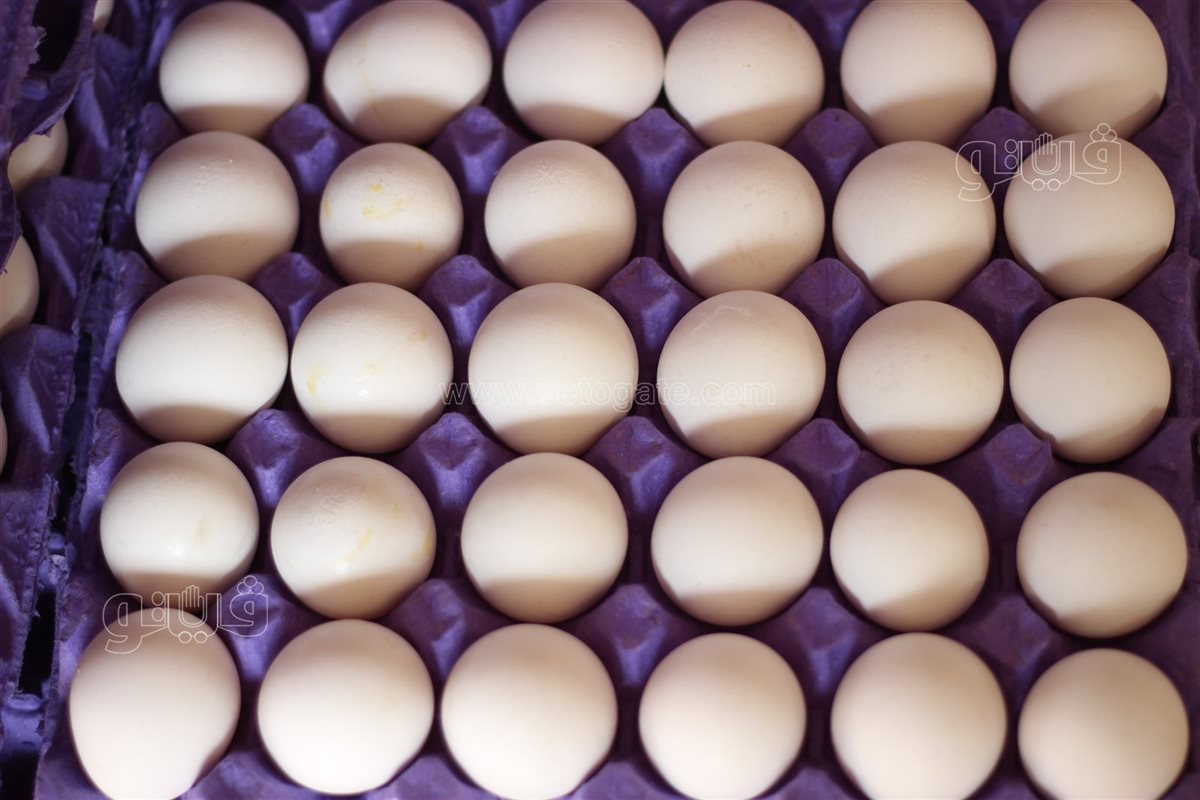 سعر كرتونة البيض اليوم الإثنين في بورصة الدواجن، الدليل المصري