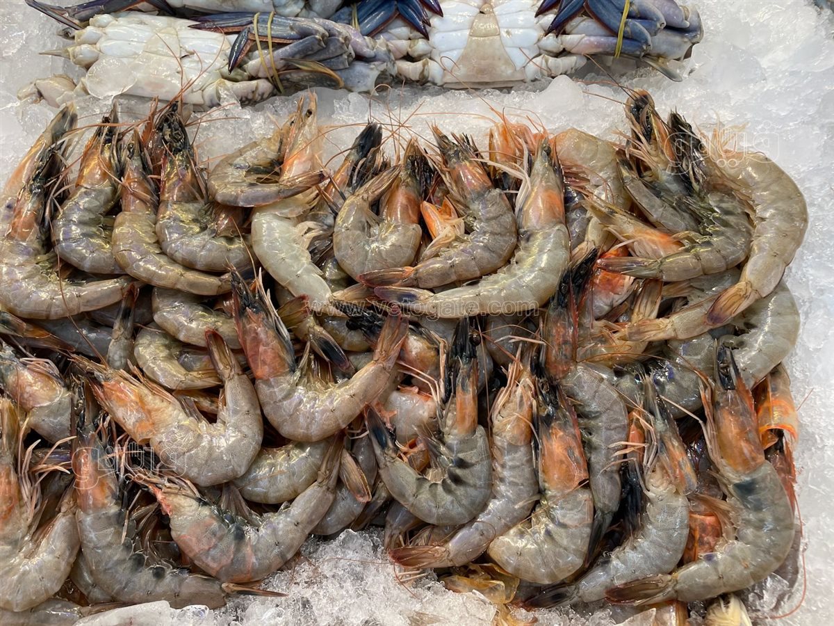 سعر السمك اليوم، الدليل المصري