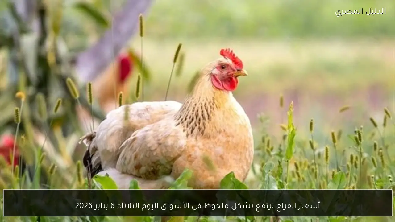 أسعار الفراخ ترتفع بشكل ملحوظ في الأسواق اليوم الثلاثاء 6 يناير 2026