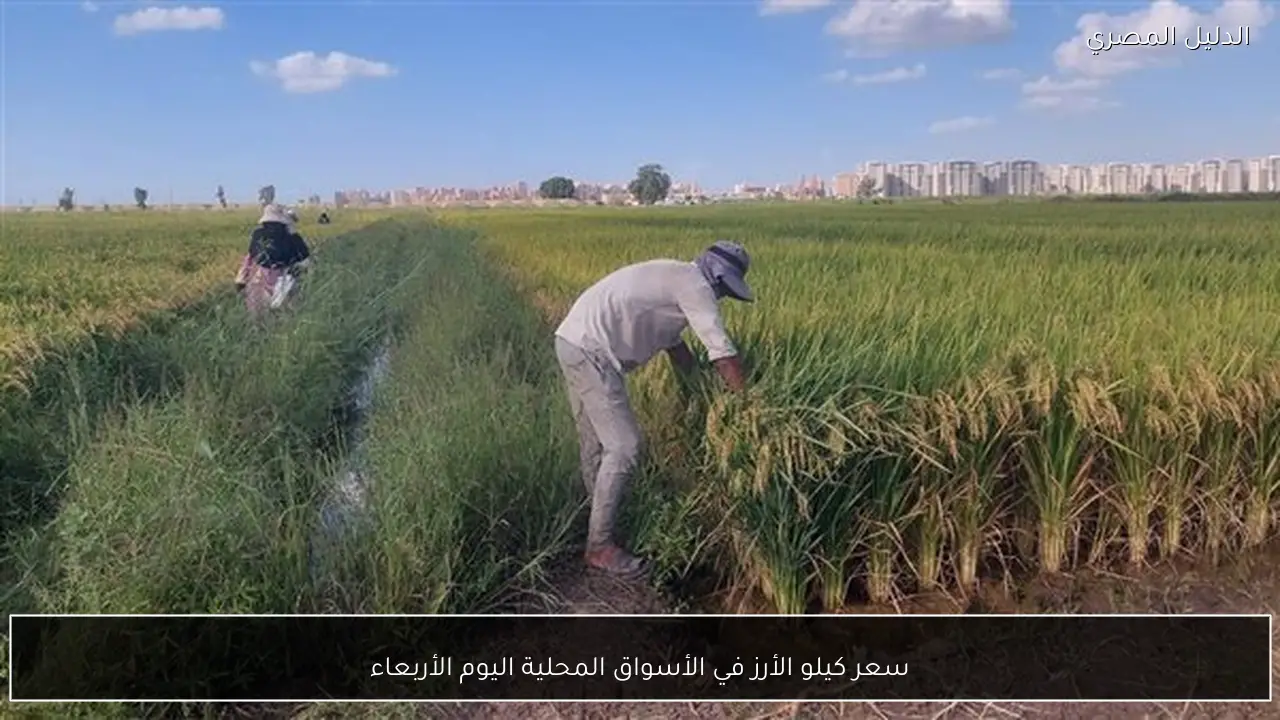 سعر كيلو الأرز في الأسواق المحلية اليوم الأربعاء