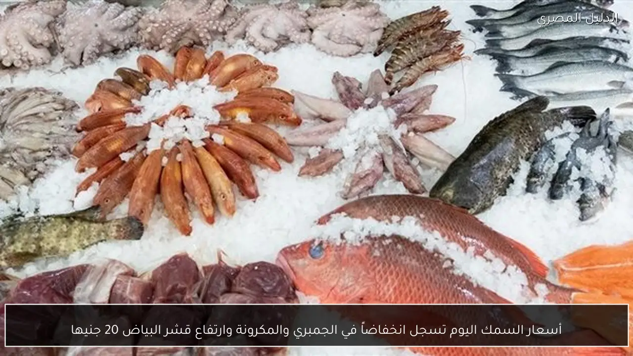 أسعار السمك اليوم تسجل انخفاضاً في الجمبري والمكرونة وارتفاع قشر البياض 20 جنيها
