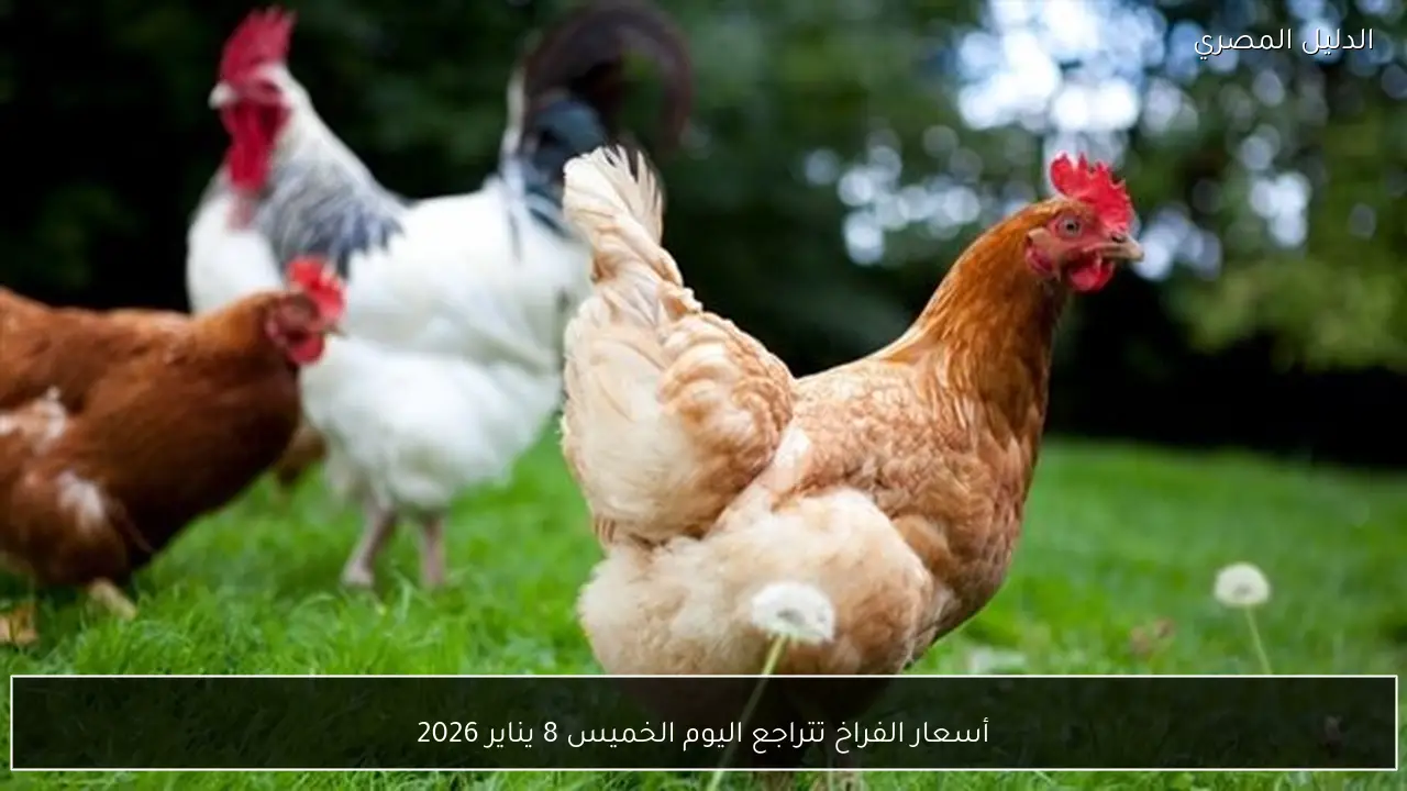 أسعار الفراخ تتراجع اليوم الخميس 8 يناير 2026