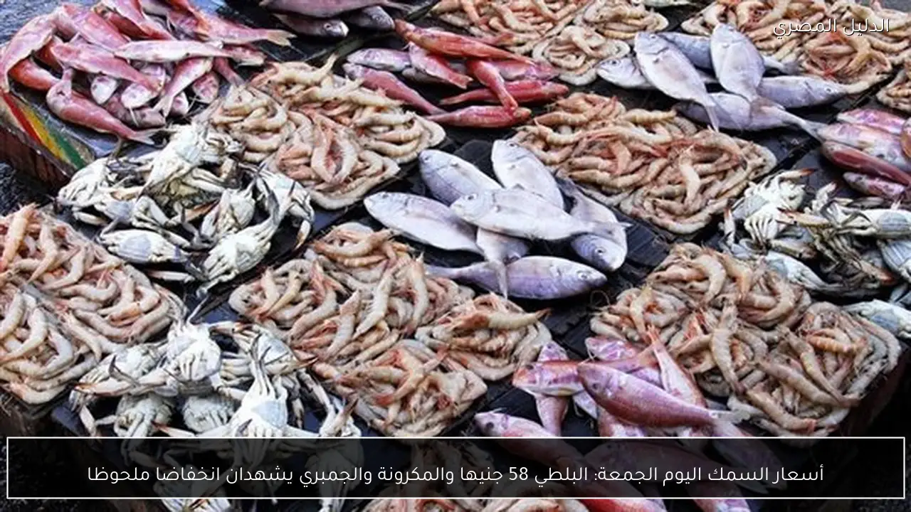 أسعار السمك اليوم الجمعة: البلطي 58 جنيها والمكرونة والجمبري يشهدان انخفاضا ملحوظا