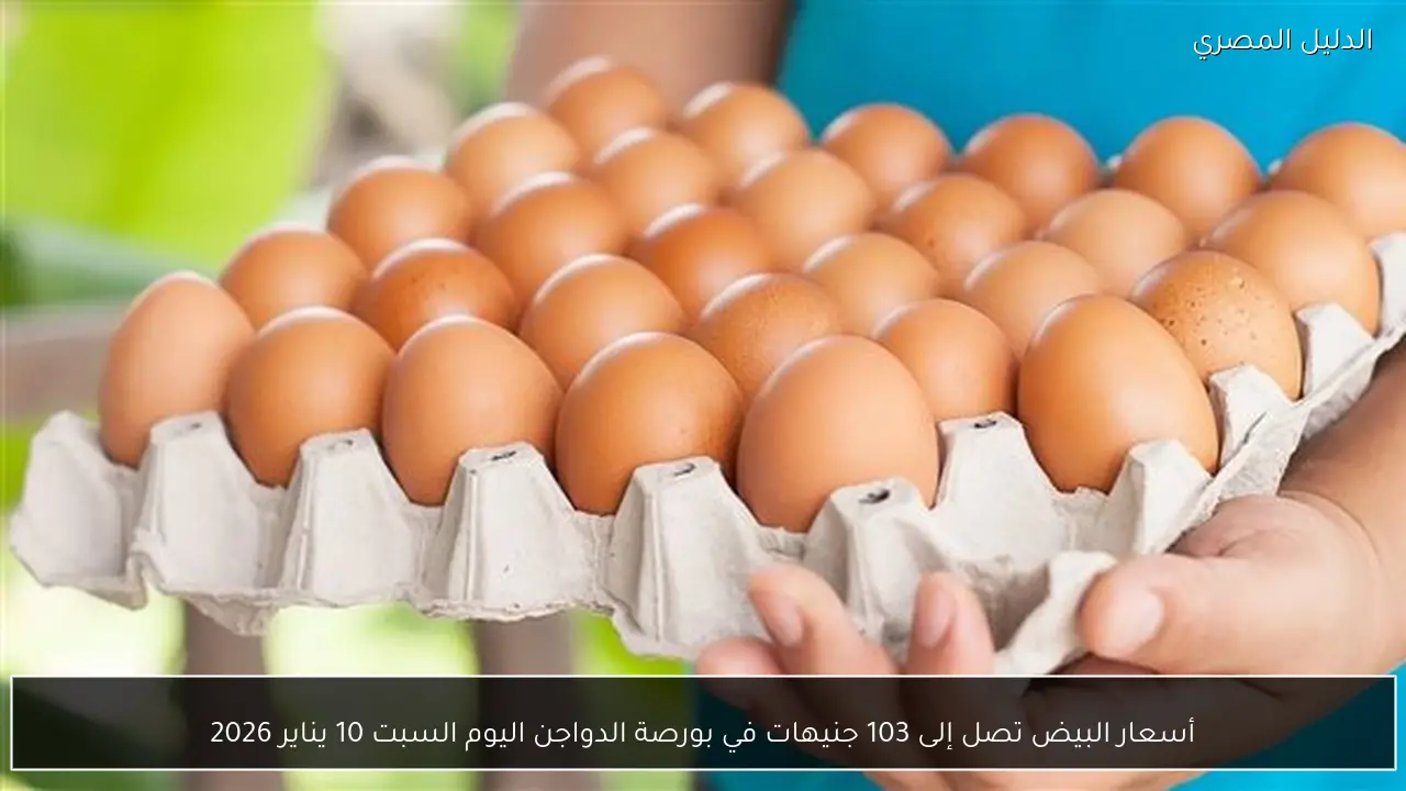 أسعار البيض تصل إلى 103 جنيهات في بورصة الدواجن اليوم السبت 10 يناير 2026