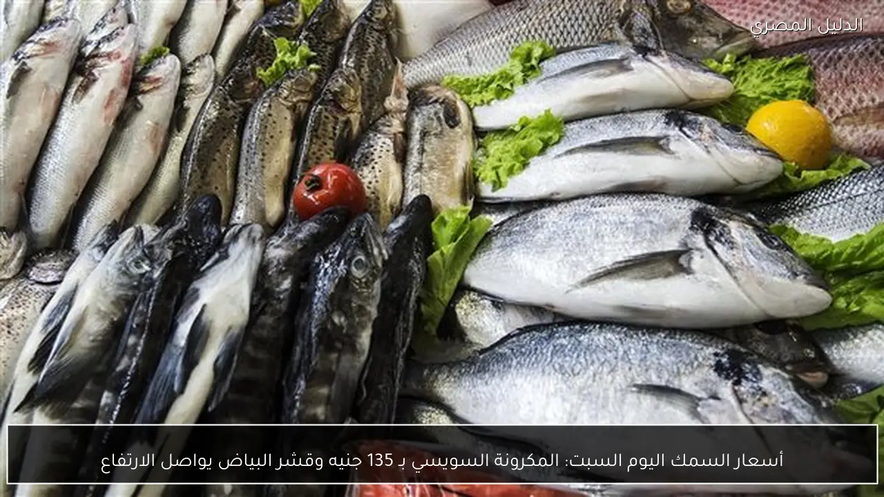 أسعار السمك اليوم السبت: المكرونة السويسي بـ 135 جنيه وقشر البياض يواصل الارتفاع