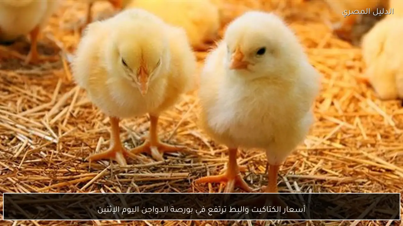 أسعار الكتاكيت والبط ترتفع في بورصة الدواجن اليوم الإثنين