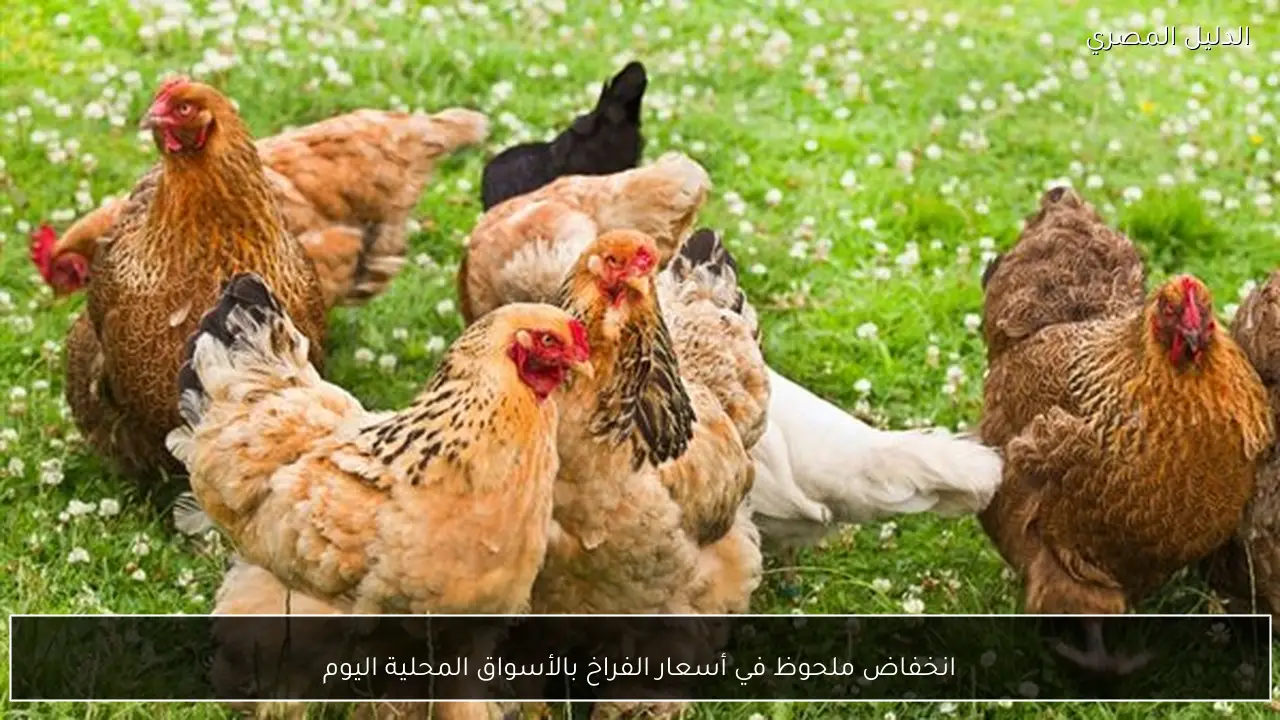 انخفاض ملحوظ في أسعار الفراخ بالأسواق المحلية اليوم