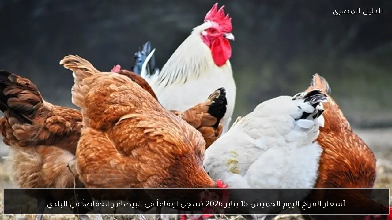 أسعار الفراخ اليوم الخميس 15 يناير 2026 تسجل ارتفاعاً في البيضاء وانخفاضاً في البلدي