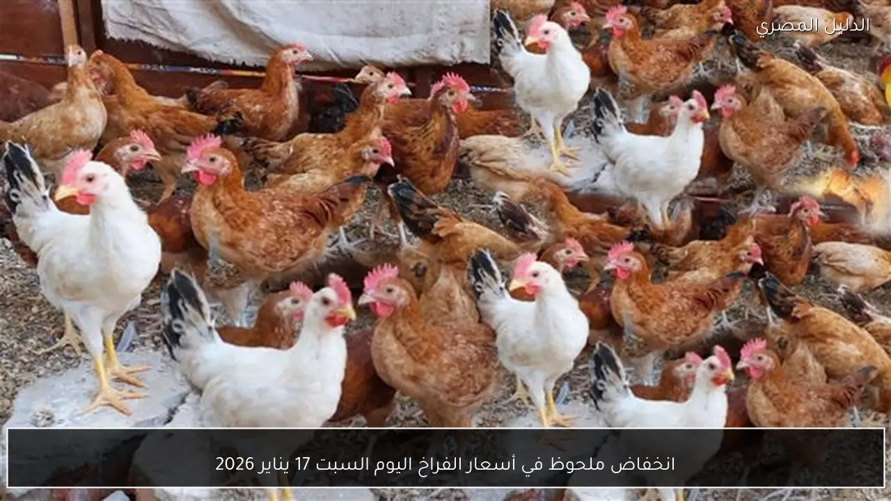 انخفاض ملحوظ في أسعار الفراخ اليوم السبت 17 يناير 2026